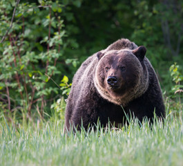 Grizzly bears during mating season