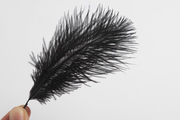 Black feather in front of white background