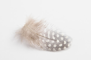 Quail feather on a white background