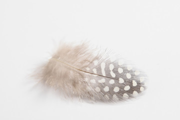 Quail feather on a white background