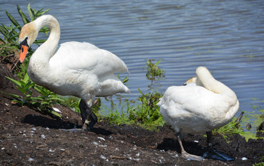 White swans are birds of the family Anatidae within the genus Cygnus. The swans close relatives...