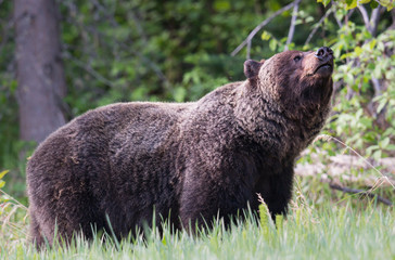 Grizzly bears during mating season