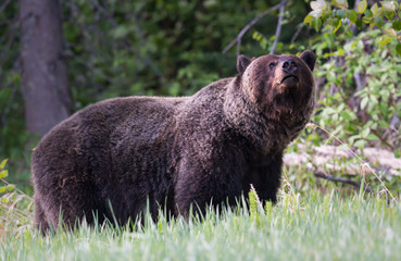Fototapeta premium Grizzly bears during mating season
