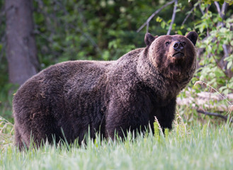 Grizzly bears during mating season
