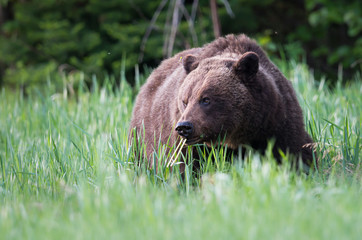 Grizzly bears during mating season