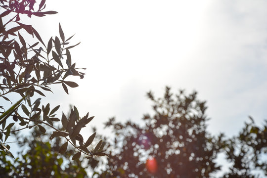 Olive tree with sky in the background.