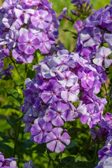 Blossom phlox paniculata in garden. Purple flower Phlox paniculata in natural background.