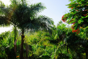 Fototapeta na wymiar palm trees in forest