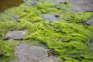 algae rock