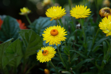 Yellow straw flowers with fly