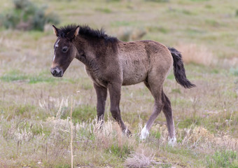 Cute Wild Horse Foal in the Utah Desert