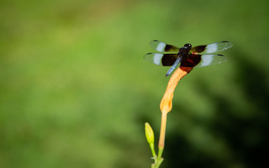 Blue and Black dragonfly on Tiger Lily