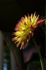Exotic yellow and pink Dahlia