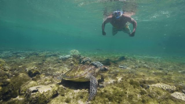 Senior man is snorkeling in ocean and swimming to big sea turtle underwater.