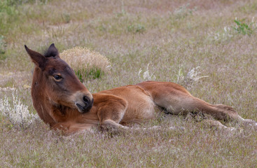 Cute Wild Horse Foal in the Utah Desert