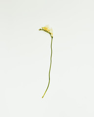 Minimal flowers against a white background, studio shot, freesia