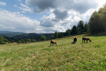 goats on the hills of Polish Beskids