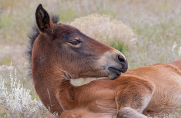 Cute Wild Horse Foal in the Utah Desert