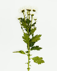 Naklejka premium Minimal flowers against a white background, studio shot, margaret