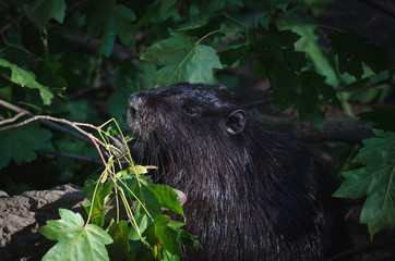 Nutria