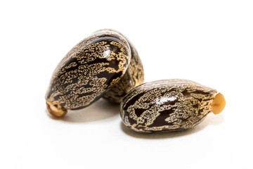 Castor oil plant on white background