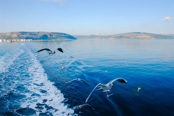 ダーダネルス海峡を横断するフェリーに群がるカモメ（チャナッカレ海峡横断フェリー）