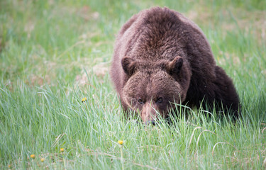Girzzly bears during mating season