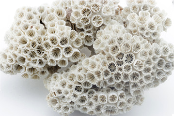 Coral skeleton on white background