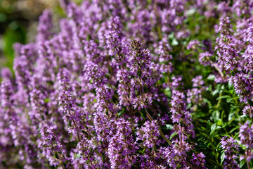 Blossom of Thymus in alpine garden. Bee on a purple flower. Ground cover plants on the Alpine hill. Blooming breckland thyme (Thymus serpyllum). Medicinal plants in the garden