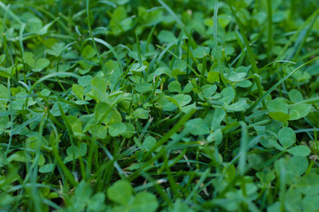 Fototapeta na wymiar Green clover meadow as background