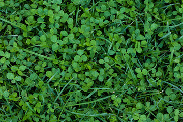 Obraz premium Green clover meadow as background