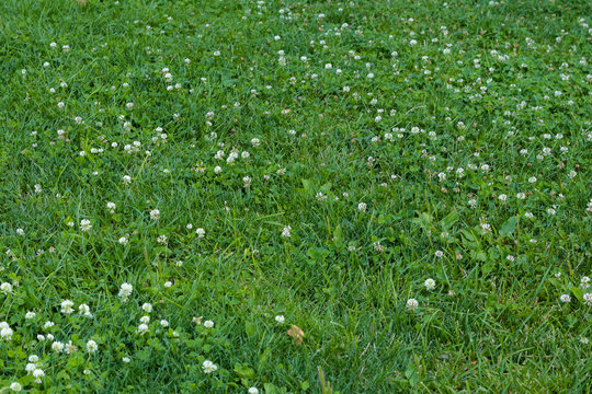 Green clover meadow as background