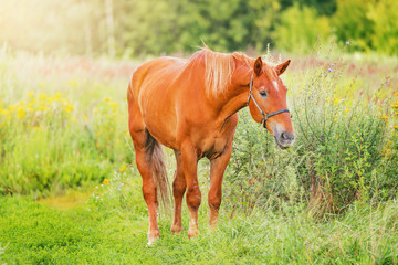 Fototapeta premium Horse in the field of scenic nature landscape at sunset time.