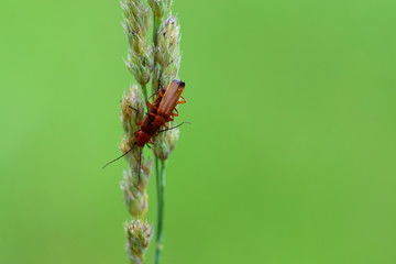 Rote Weichkäfer bei der Paarung.