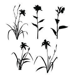 Set of silhouette flowers lily, chamomile ahd leaves, grass,  spring and summer forest and garden field flower, black color isolated on white background