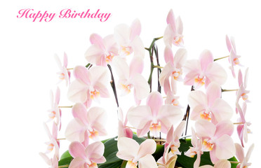Fototapeta na wymiar Happy birthday text with beautiful Phalaenopsis Orchid. 胡蝶蘭　ハッピーバースデー