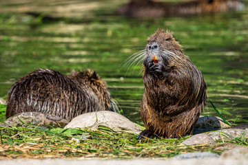 Fototapeta premium Coypu, Myocastor coypus, also known as river rat or nutria