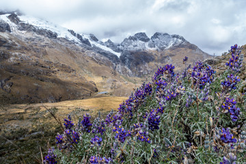 Obraz premium Beautiful plant with violet flowers lies on the heights of the Andes mountain range with its snowy peaks. Latin America