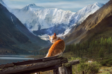 Red cat on a background of Belukha Mountain - obrazy, fototapety, plakaty