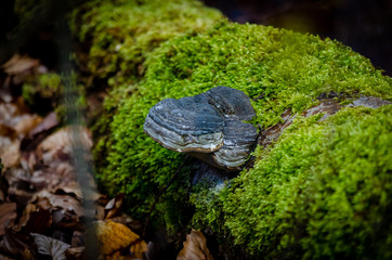 Baumpilz a Stamm mit Moos