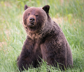 Girzzly bears during mating season