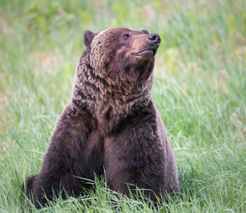 Obraz premium Girzzly bears during mating season