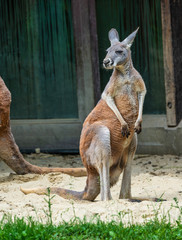 Red kangaroo, Macropus rufus in a german zoo © rudiernst