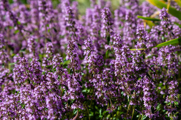 Blossom of Thymus in alpine garden. Bee on a purple flower. Ground cover plants on the Alpine hill. Blooming breckland thyme (Thymus serpyllum). Medicinal plants in the garden