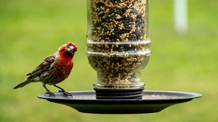 House finch on feeder