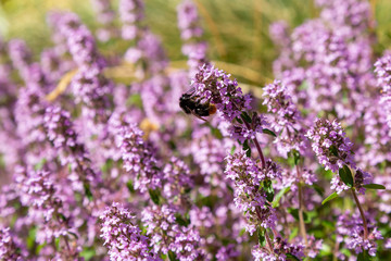 Blossom of Thymus in alpine garden. Bee on a purple flower. Ground cover plants on the Alpine hill. Blooming breckland thyme (Thymus serpyllum). Medicinal plants in the garden