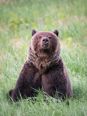 Obraz premium Girzzly bears during mating season