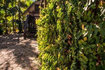 detail of hedge green