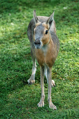 Patagonian Mara, Dolichotis patagonum are large relatives of guinea pigs