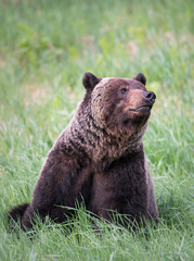 Fototapeta premium Girzzly bears during mating season